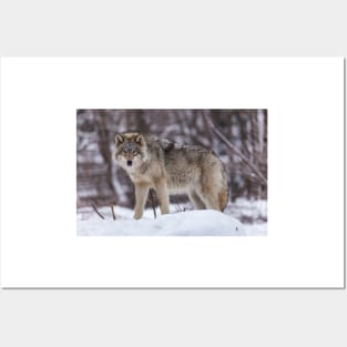 Timber wolf in winter Posters and Art